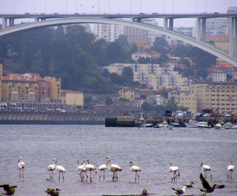 Porto Arrabida Gaia, Big Comfortable, 4Or6 Pax, Ground Floor Vila Nova de Gaia Bagian luar foto